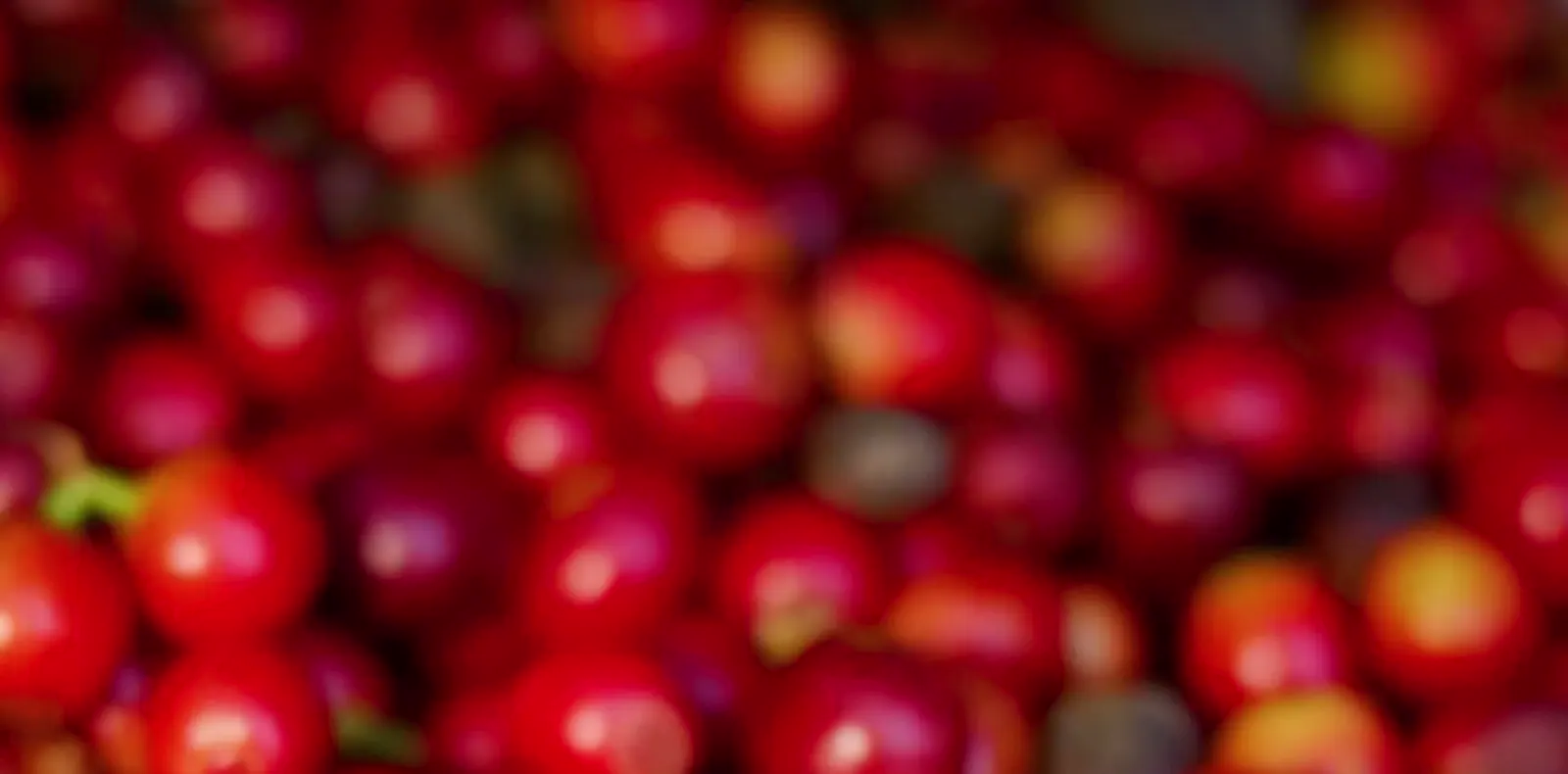 Detalhe macro de cerejas de café