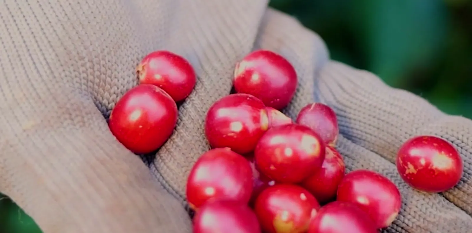 Mão enluvada com cerejas de café vermelhas