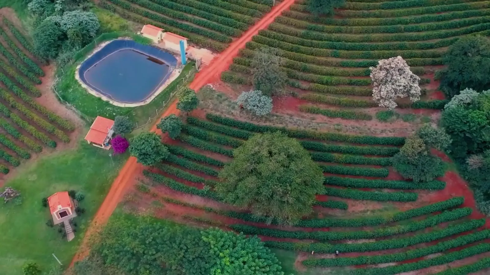 Vista aérea do sítio no fim da tarde, com as ruas de café descendo a encosta