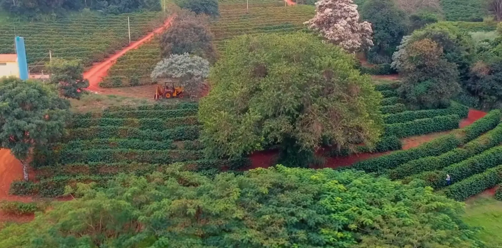 Vista aérea das ruas de café do sítio, com ipês em flor entre os talhões