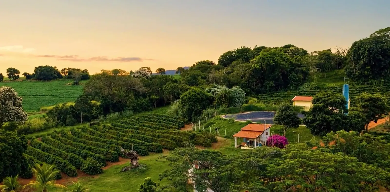 A sede do sítio ao entardecer, cercada pelas ruas de café